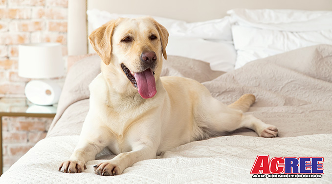 hvac tips for pet owners